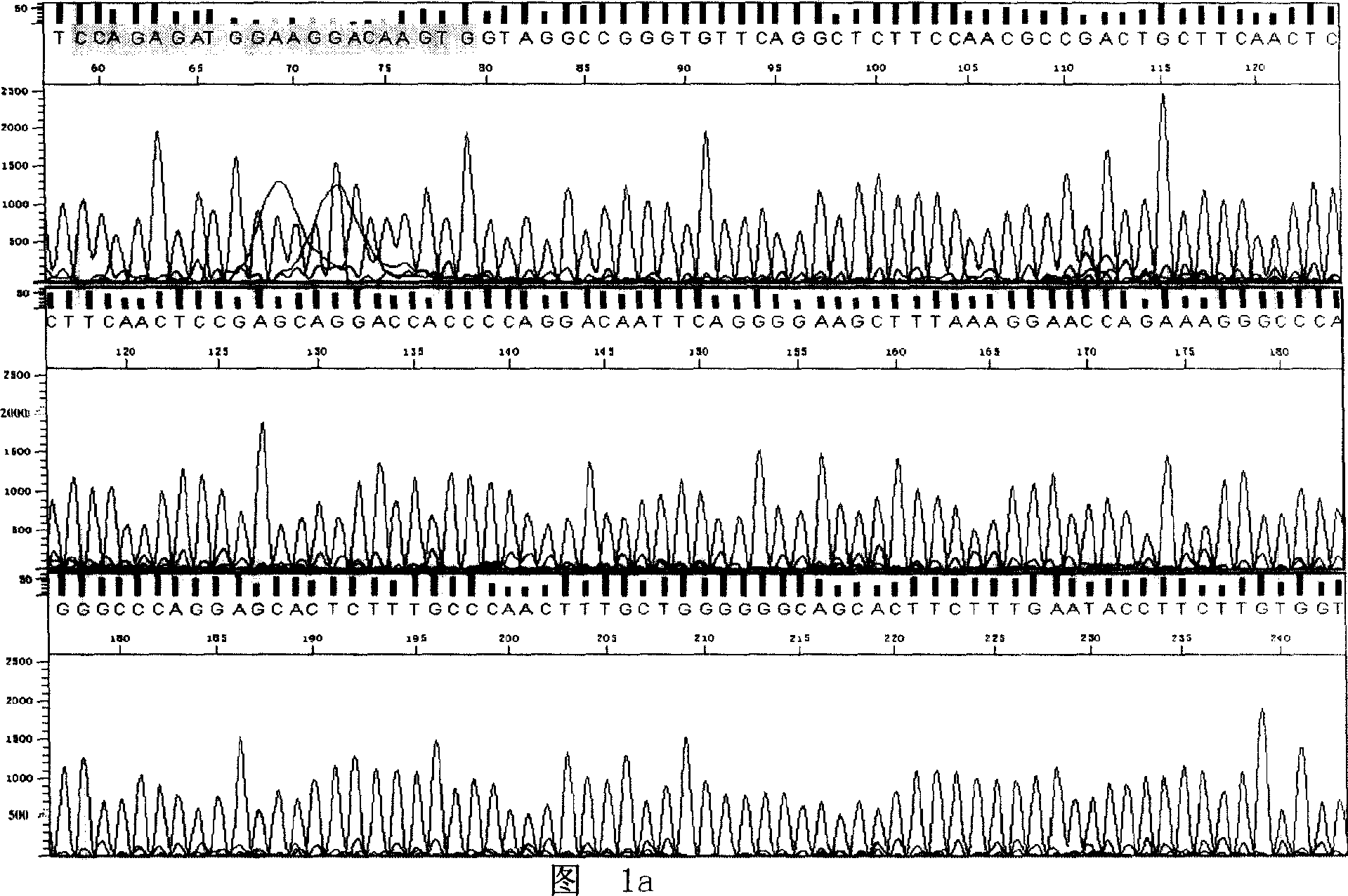 Tumor correlated albumen, coding gene and application thereof