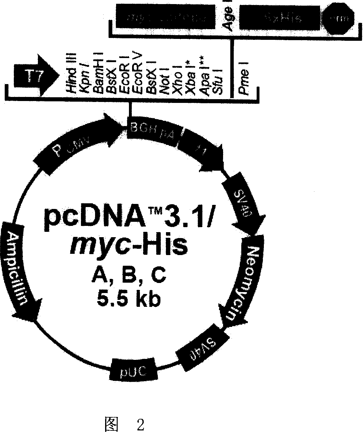 Tumor correlated albumen, coding gene and application thereof