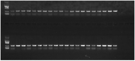 A saline-alkali-resistant molecular marker c72 of Portunus trituberculatus and its application