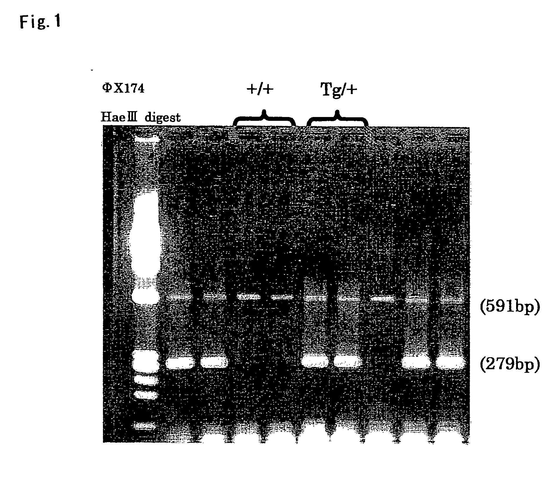 Transgenic non-human mammal