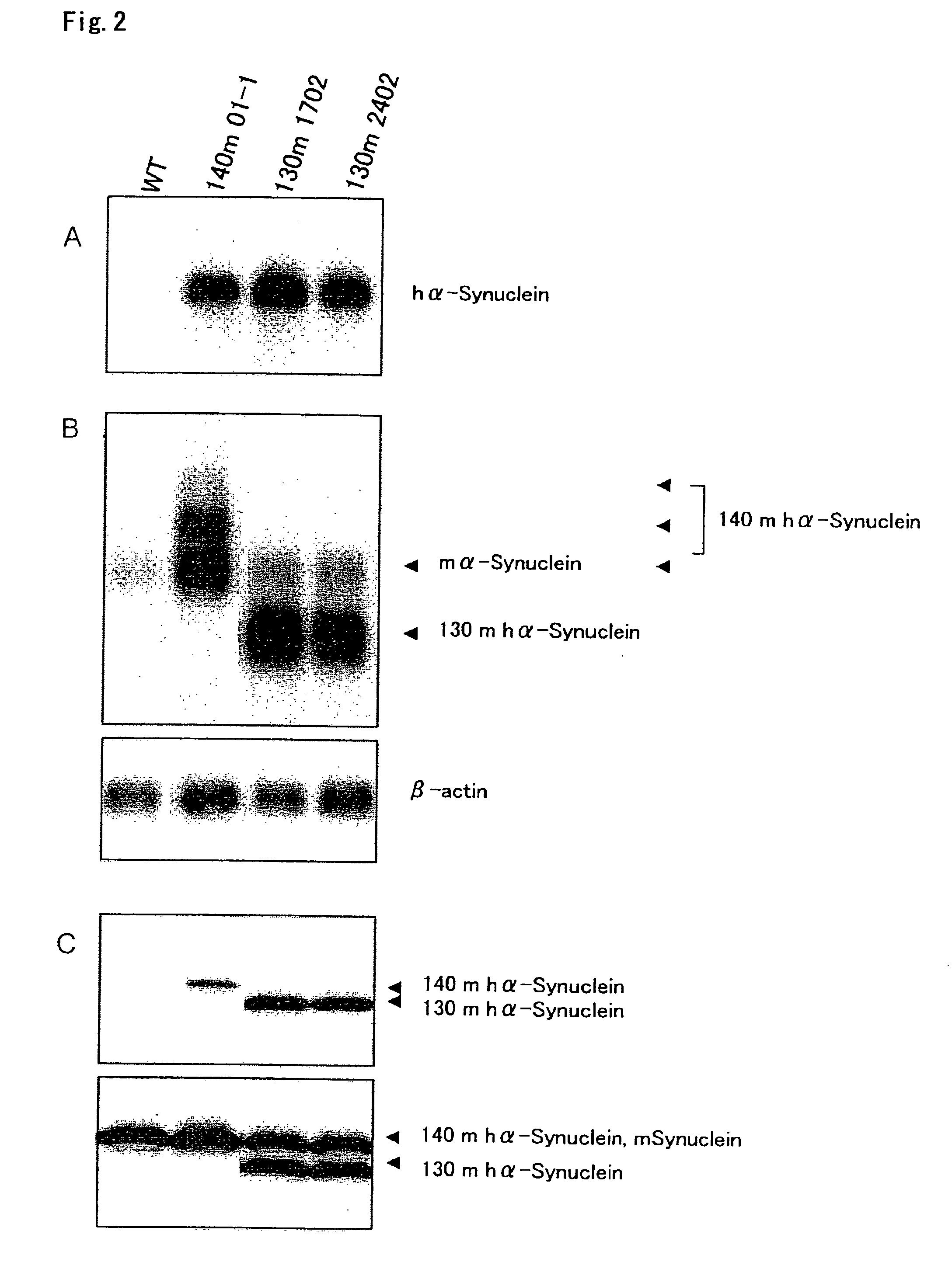 Transgenic non-human mammal