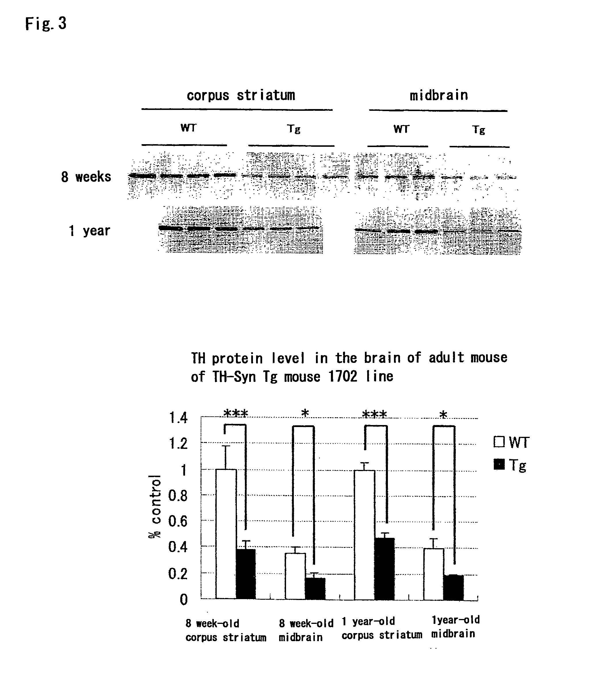 Transgenic non-human mammal