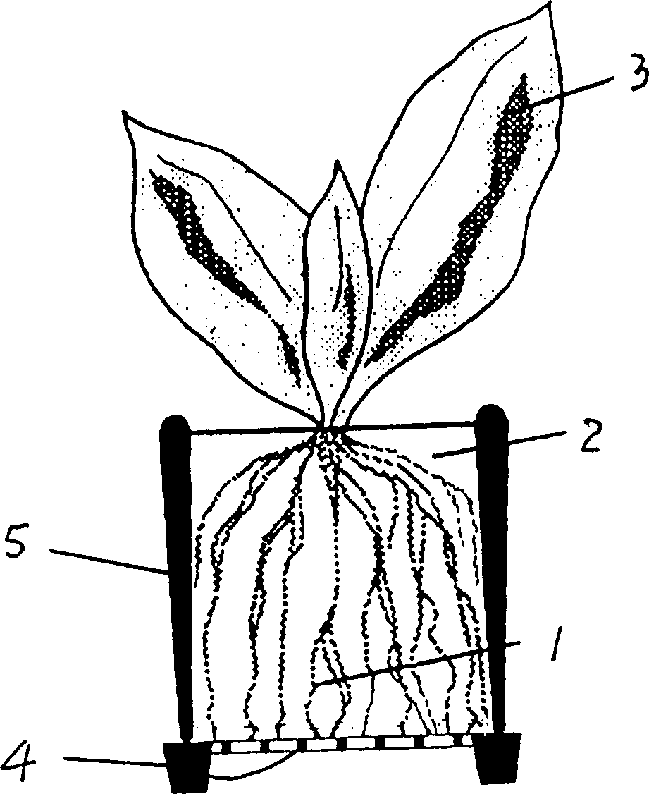 Air root-training seedling-cultivating method and its seedling-cultivating tray or seedling-cultivating container