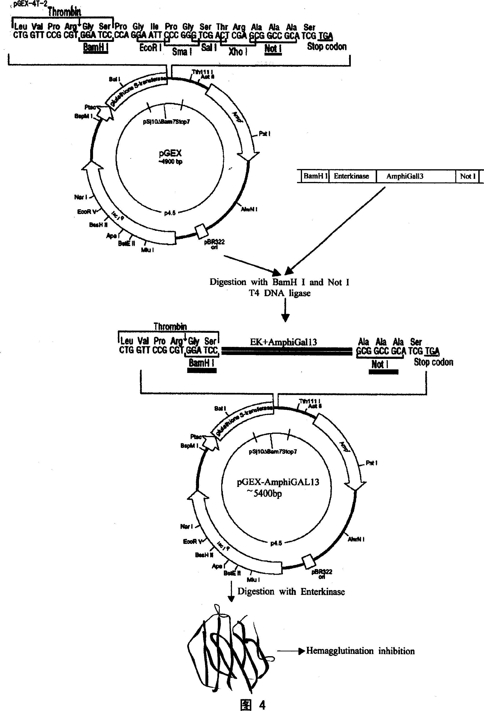 Amphioxus galactose lectin AmphiGAL13-gene and its use