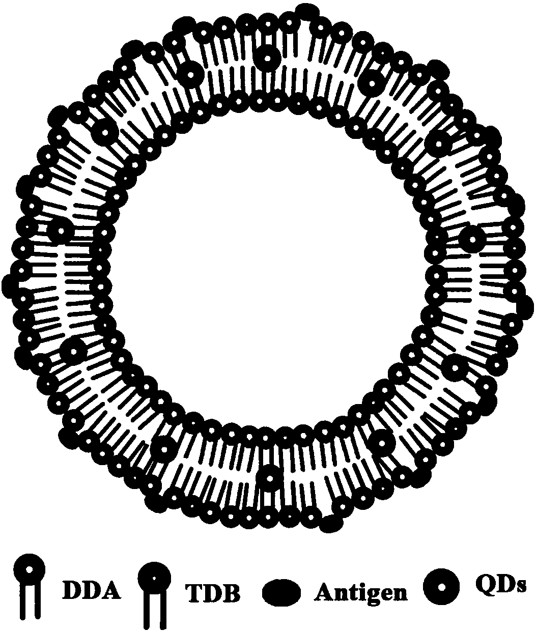 Cationic liposome influenza vaccine capable of entrapping quantum dots and preparation method thereof