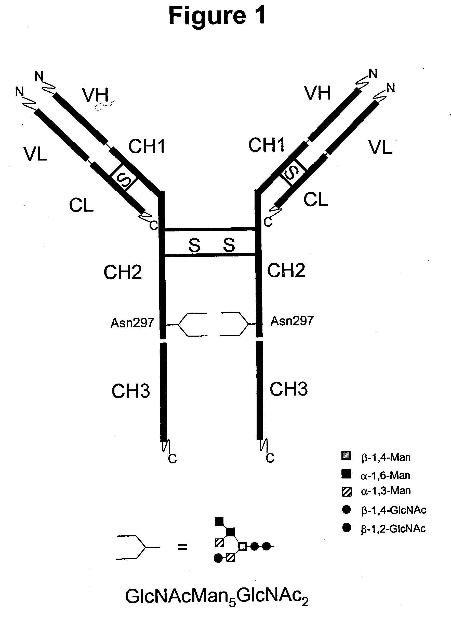 Immunoglobulins comprising predominantly a GlcNAcMAN5GLCNAC2 glycoform