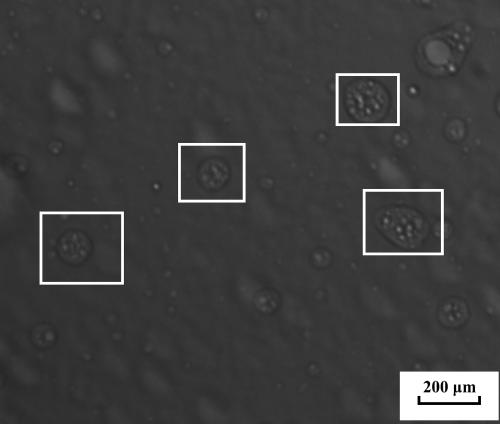 Graphene functional self-repairing microcapsule with a cellular structure and a preparation method thereof