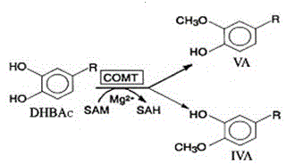 Production method and application of penaeus chinensis COMT (Catechol-O-methyltransferase) recombinant protein