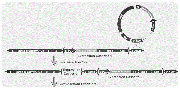 Production method and application of penaeus chinensis COMT (Catechol-O-methyltransferase) recombinant protein