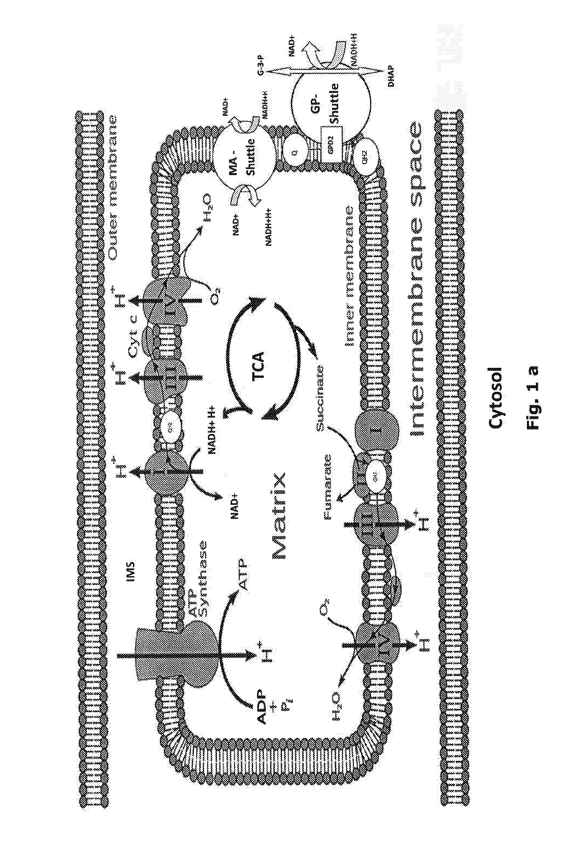 Method for enhancing energy production and metabolism in cells