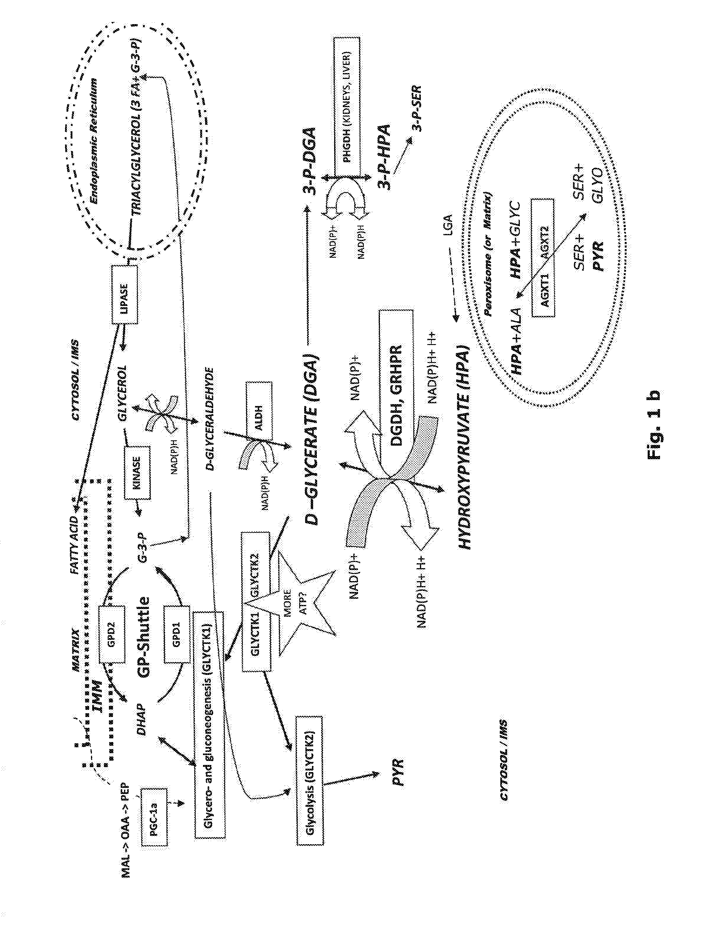 Method for enhancing energy production and metabolism in cells