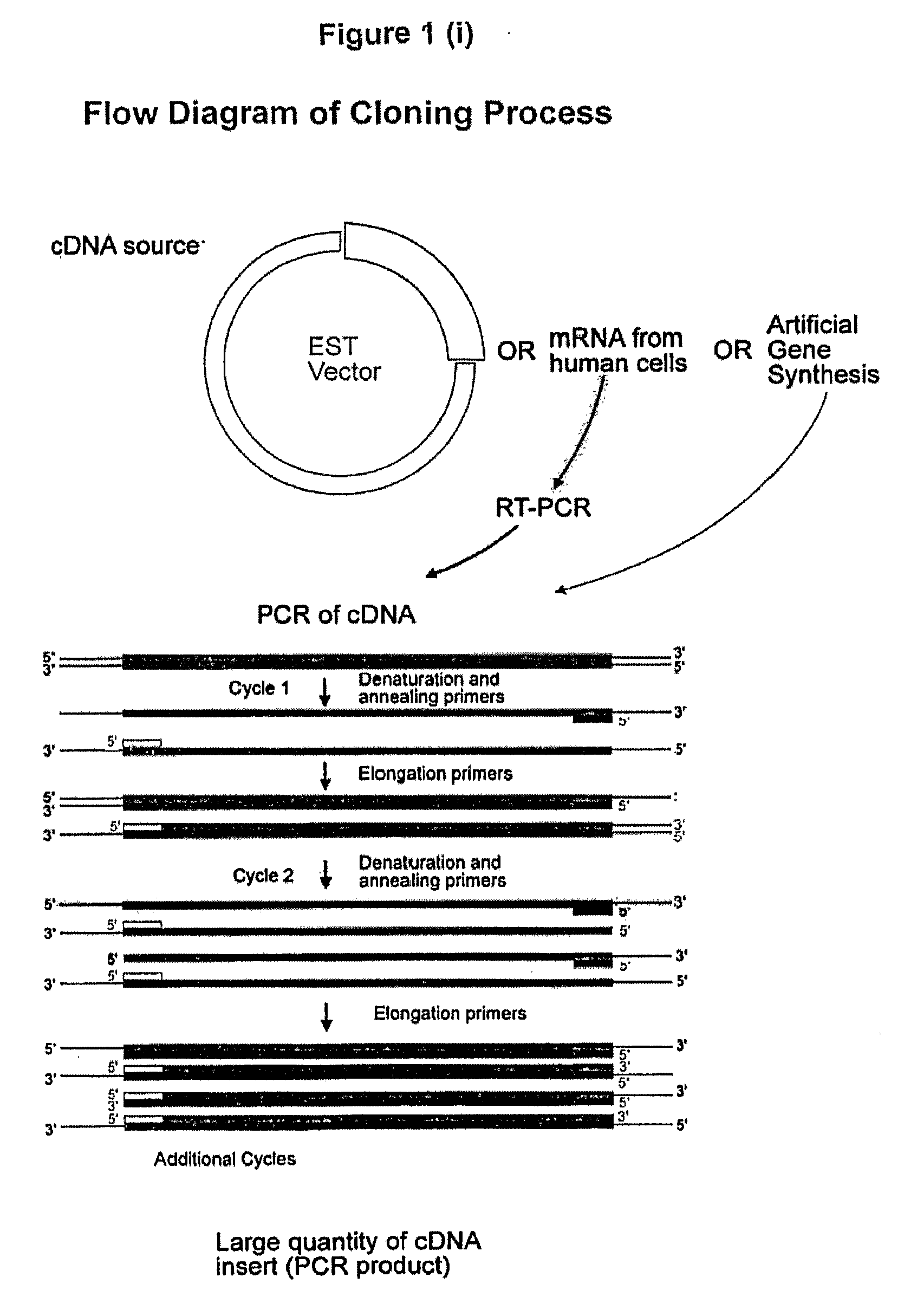 Molecule and chimeric molecules thereof