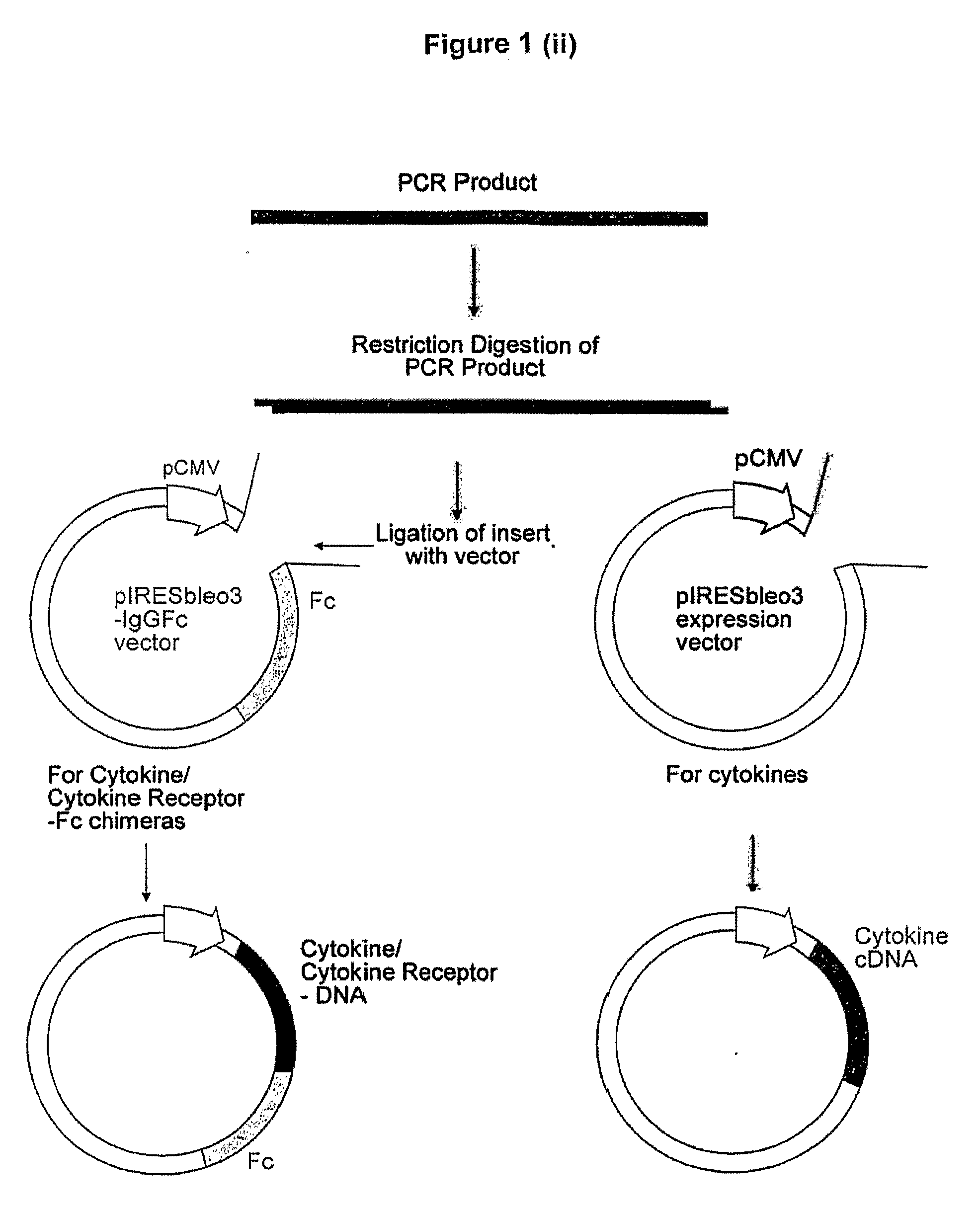 Molecule and chimeric molecules thereof