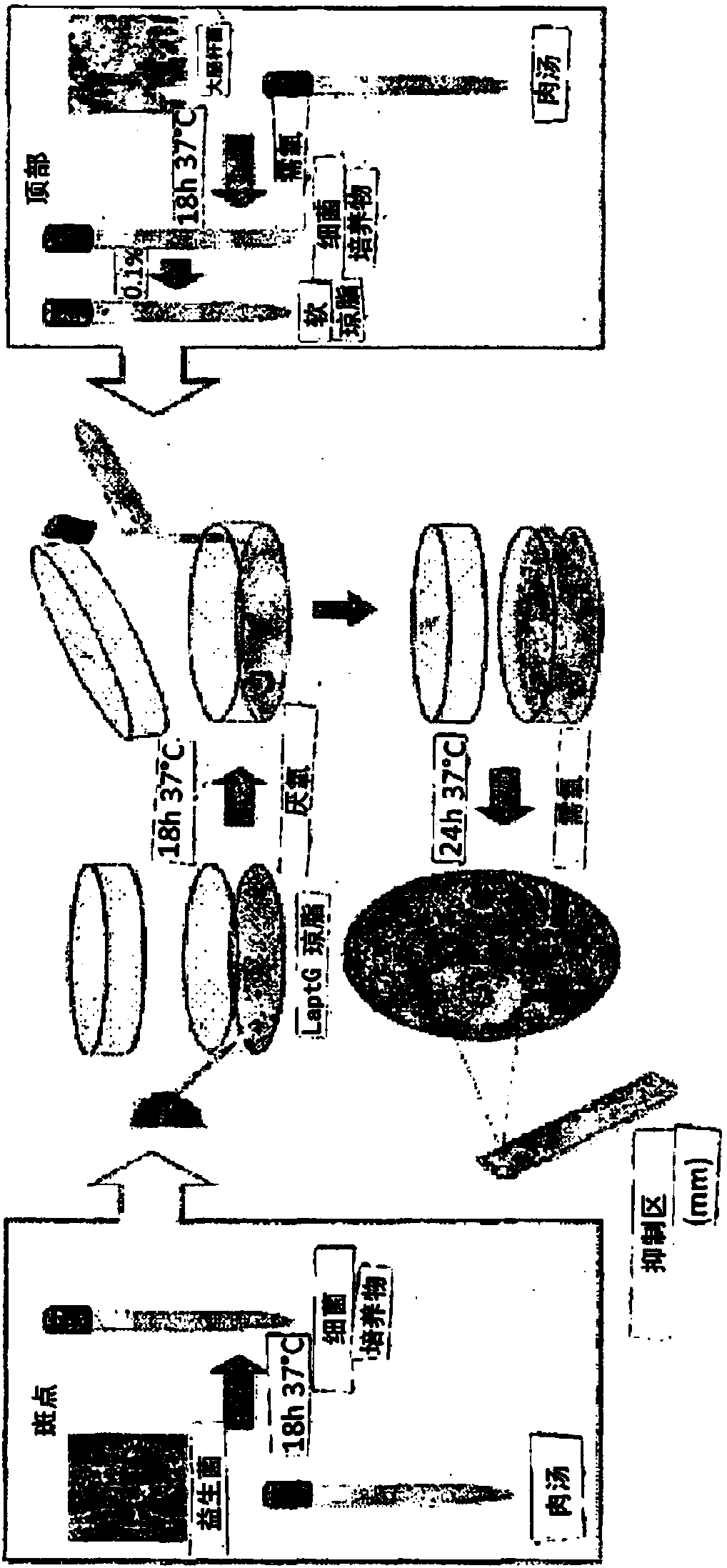 Strains of lactic acid bacteria and/or bifidobacteria inhibiting/reducing the growth of different biotypes of E. coli and different biotypes of clostridia