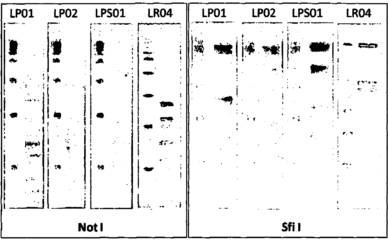 Strains of lactic acid bacteria and/or bifidobacteria inhibiting/reducing the growth of different biotypes of E. coli and different biotypes of clostridia