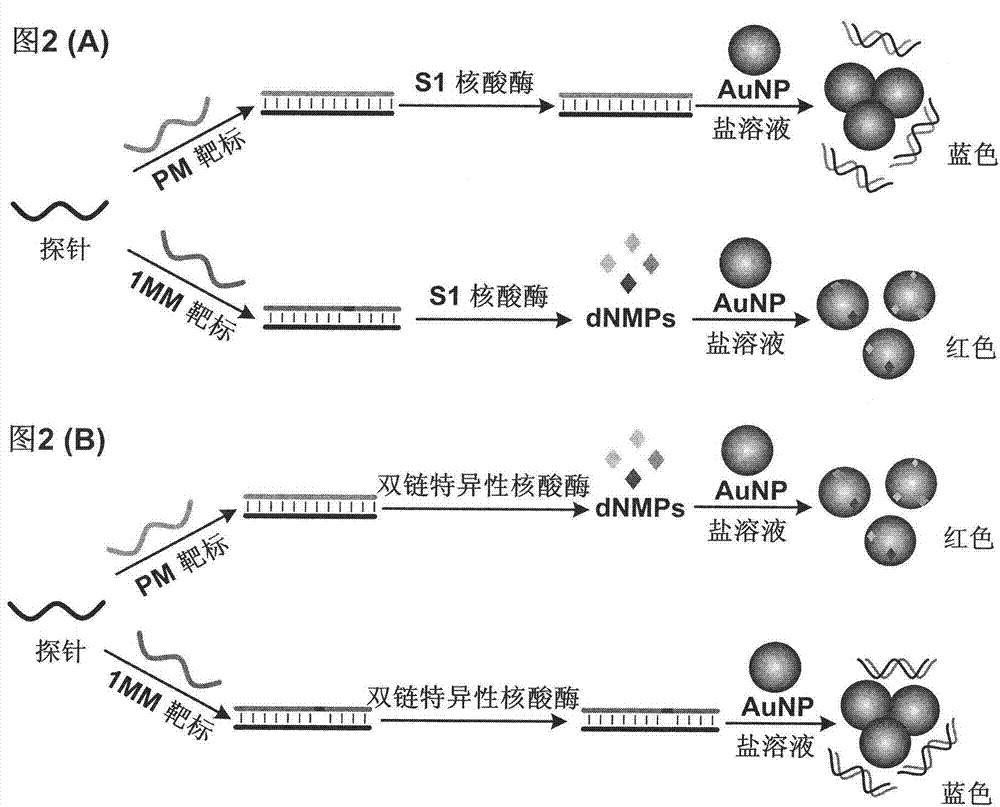 Method for detecting DNA single base mutant color by using nuclease reaction