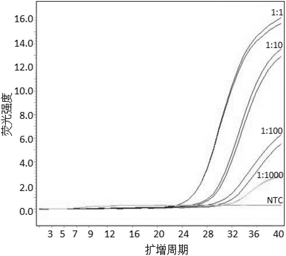 Kit and method for detecting human leucocyte antigen HLA-B*1502 genetype