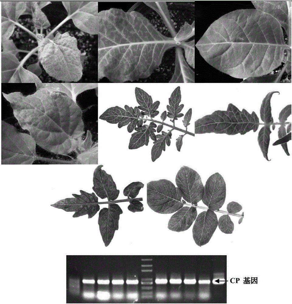 Construction method and application of potato x virus overexpression and bimolecular fluorescent complementation vector