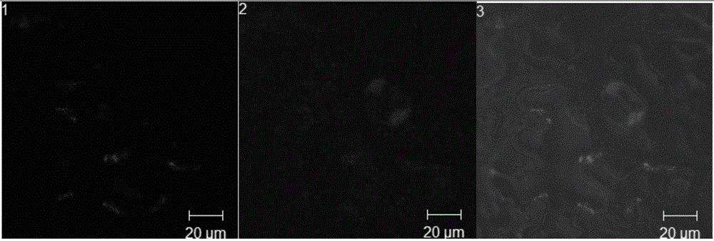 Construction method and application of potato x virus overexpression and bimolecular fluorescent complementation vector