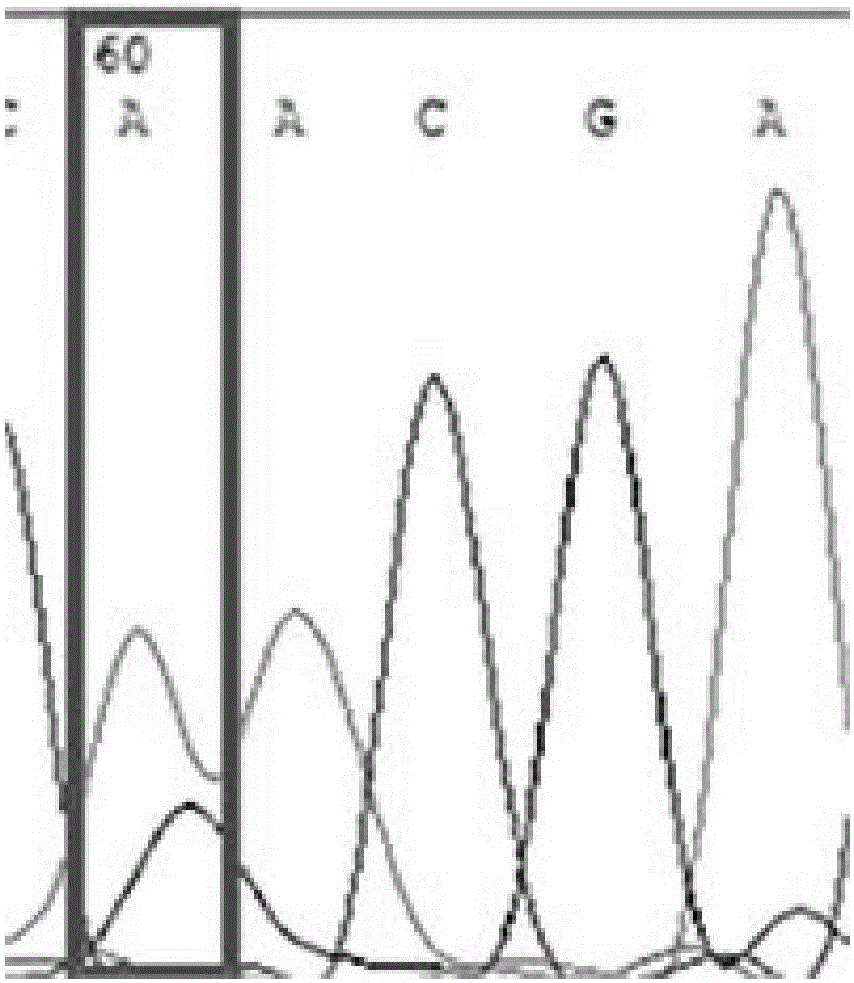 Method for assisting in identifying sheep growth characters based on rs430810656 SNP locus