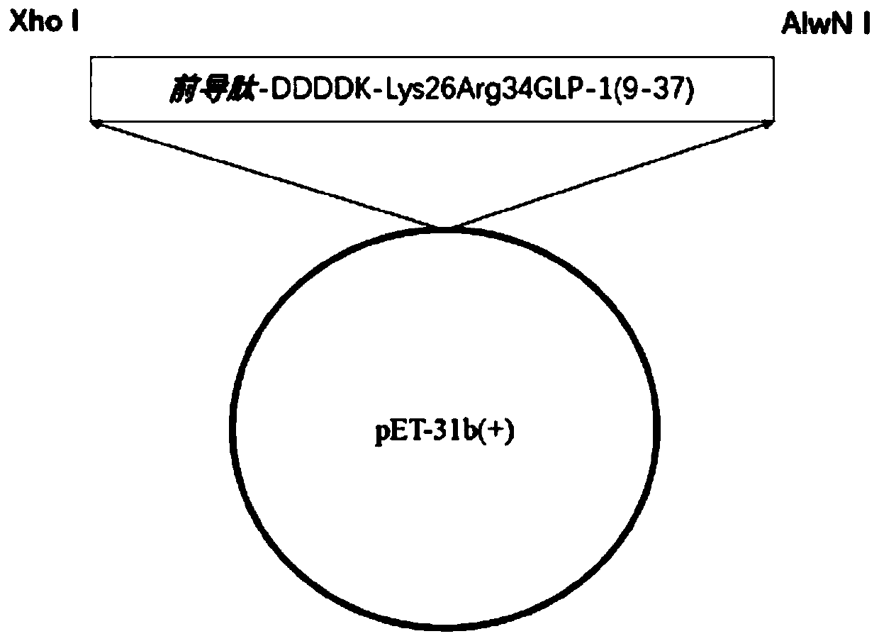 Main peptide chain of semaglutide and preparation method thereof