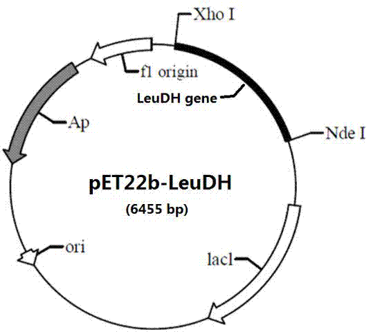 Leucine dehydrogenase as well as preparation method and application thereof