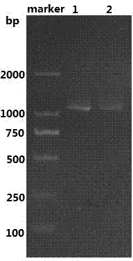 Leucine dehydrogenase as well as preparation method and application thereof