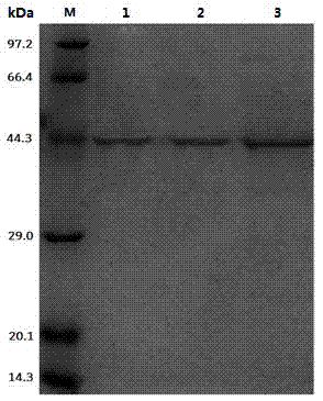 Leucine dehydrogenase as well as preparation method and application thereof