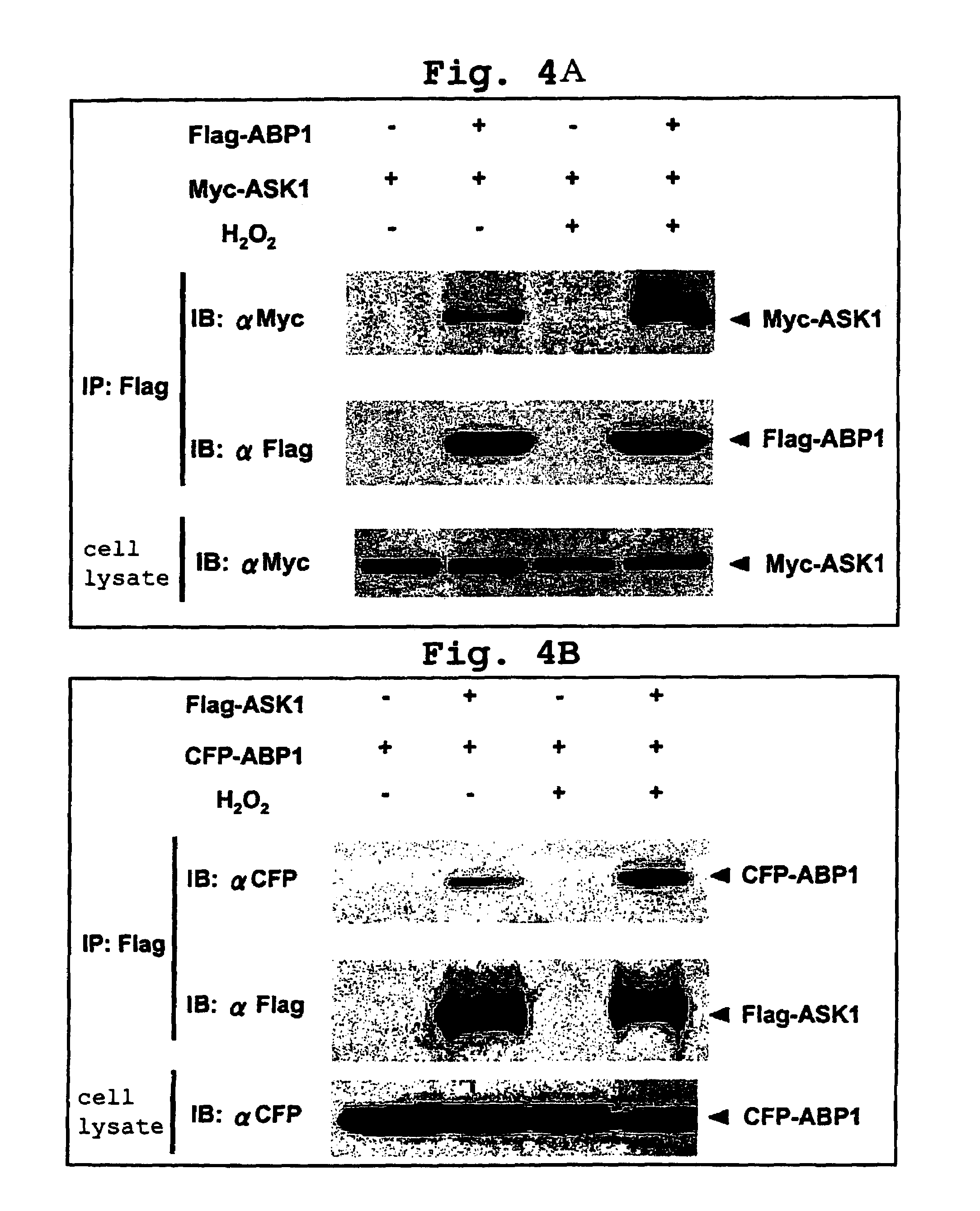 Apoptosis-associated protein and use thereof