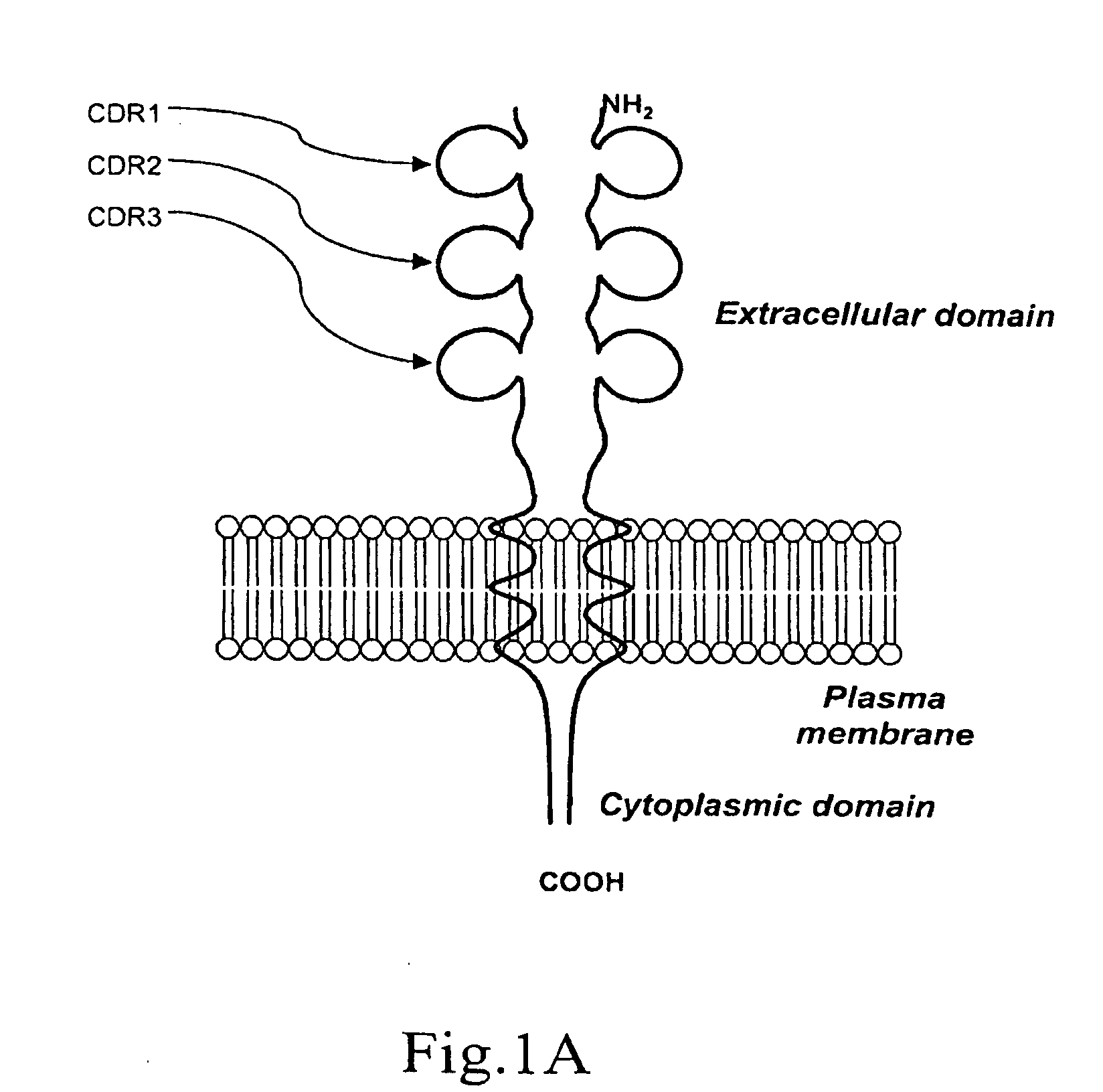 Method for producing human antibodies with properties of agonist, antagonist, or inverse agonist