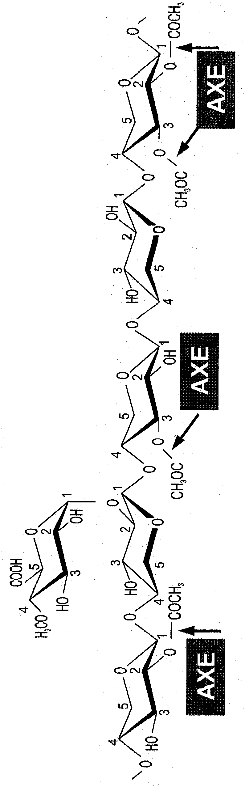 Transgenic plants with improved saccharification yields and methods of generating same