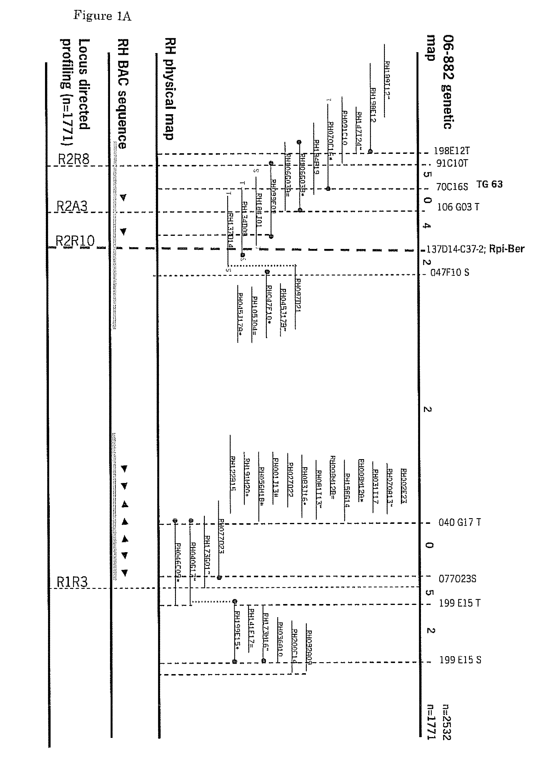 Cloning and exploitation of a functional R-gene from <i>Solanum chacoense</i>