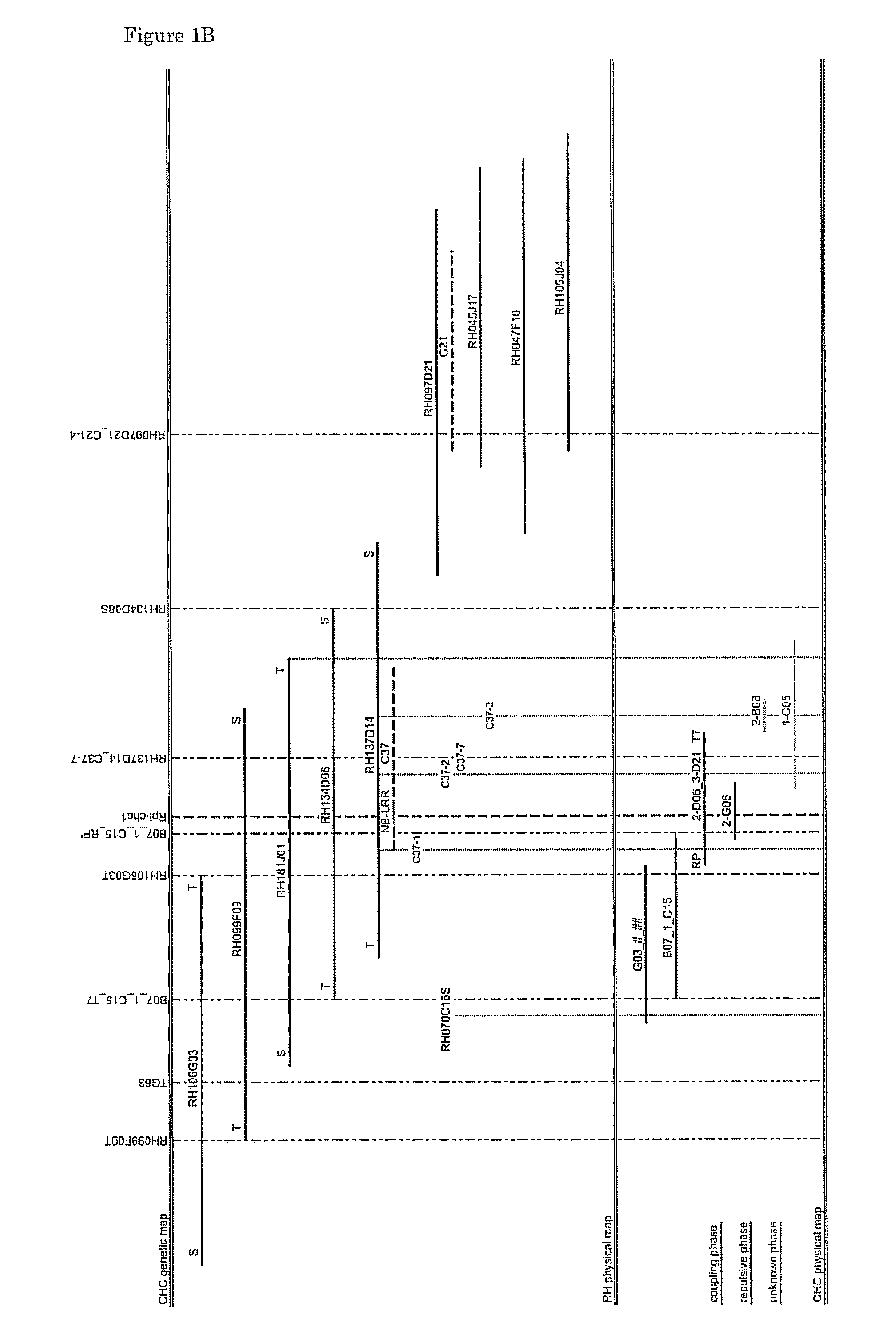 Cloning and exploitation of a functional R-gene from <i>Solanum chacoense</i>