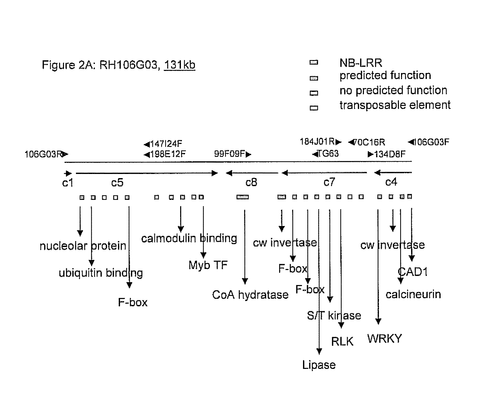 Cloning and exploitation of a functional R-gene from <i>Solanum chacoense</i>