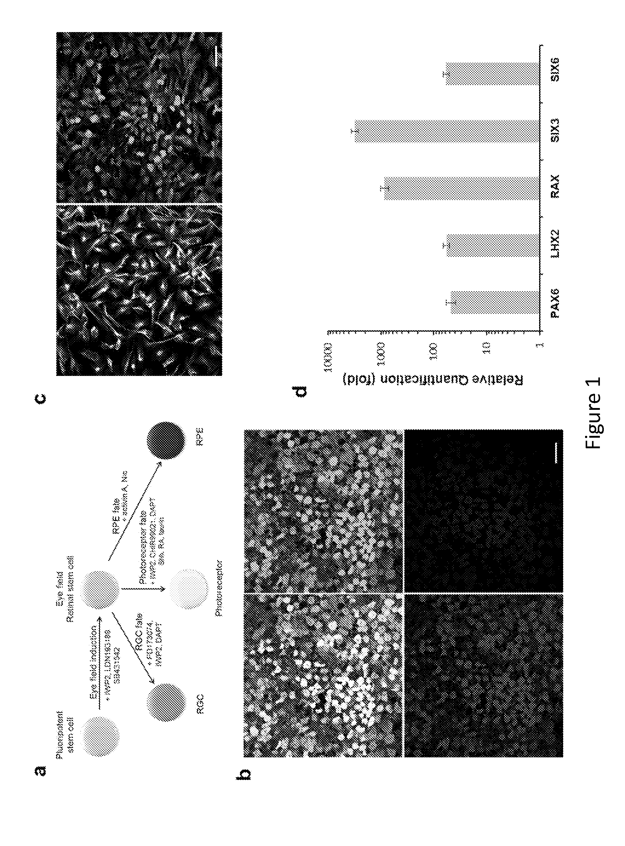 Methods of mammalian retinal stem cell production and applications