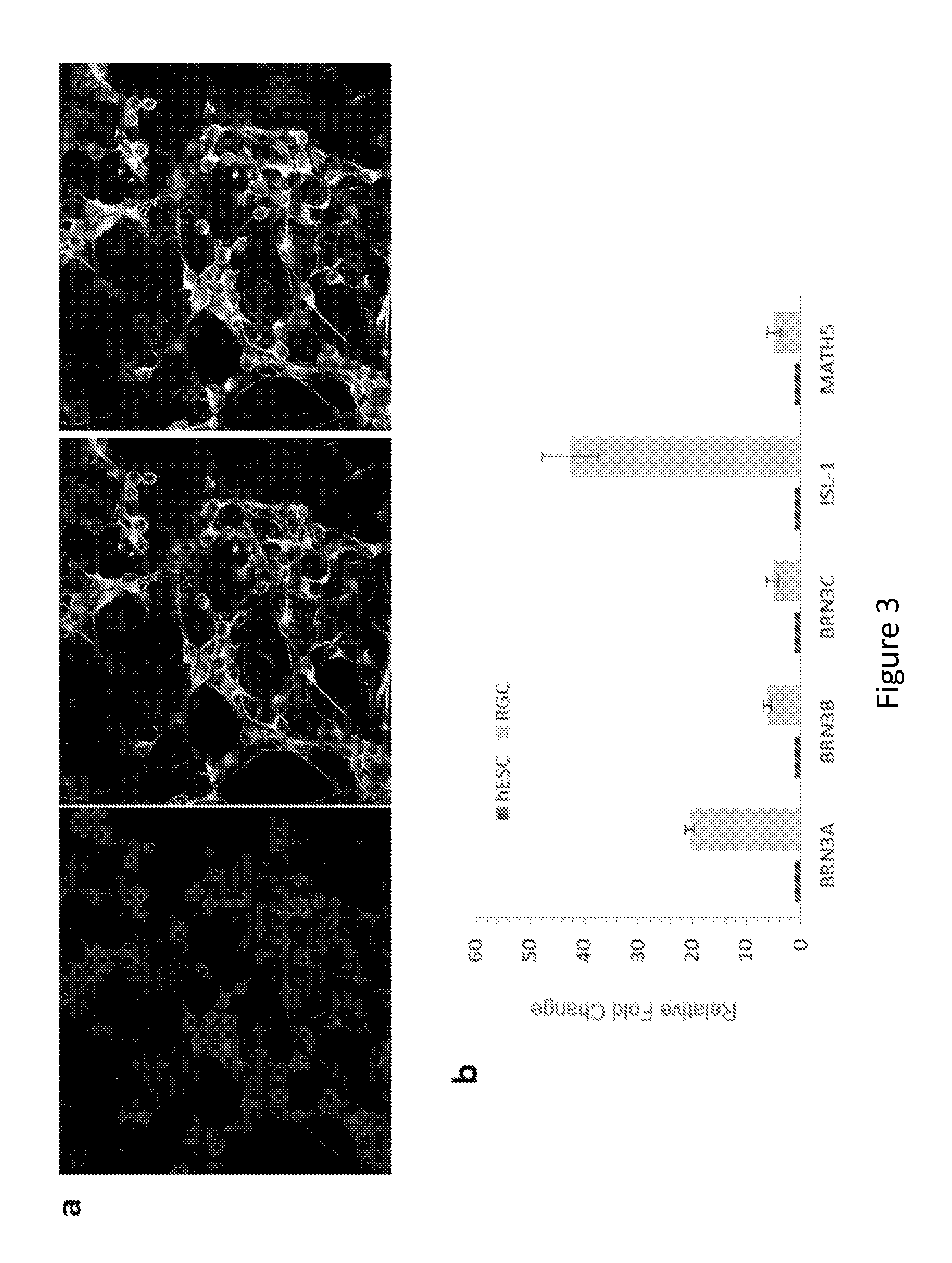 Methods of mammalian retinal stem cell production and applications