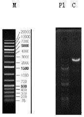 Lentiviral vector expression system for polygene transformation