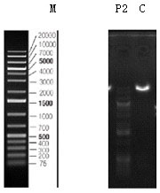 Lentiviral vector expression system for polygene transformation