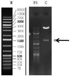 Lentiviral vector expression system for polygene transformation