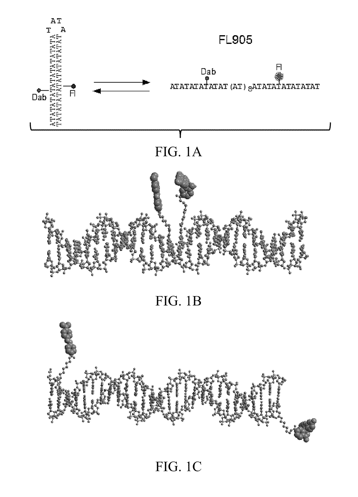 Labeled circular DNA molecules for analysis of DNA topology, and topoisomerases and for drug screening