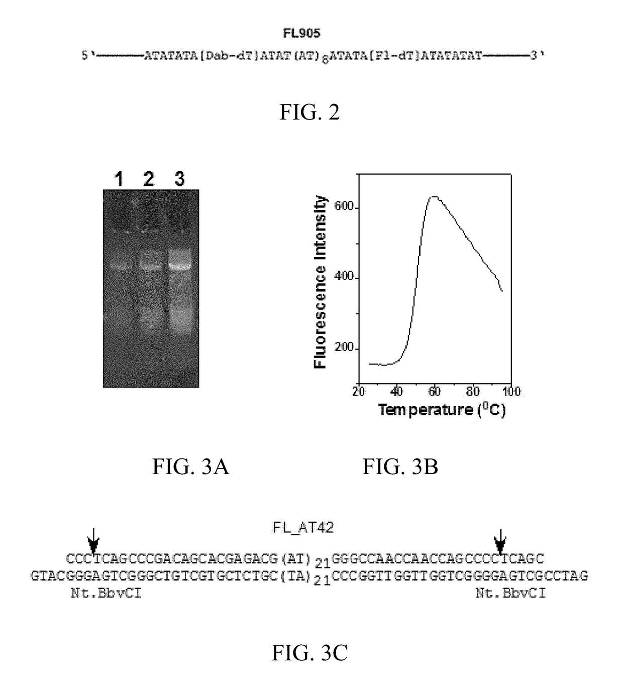 Labeled circular DNA molecules for analysis of DNA topology, and topoisomerases and for drug screening