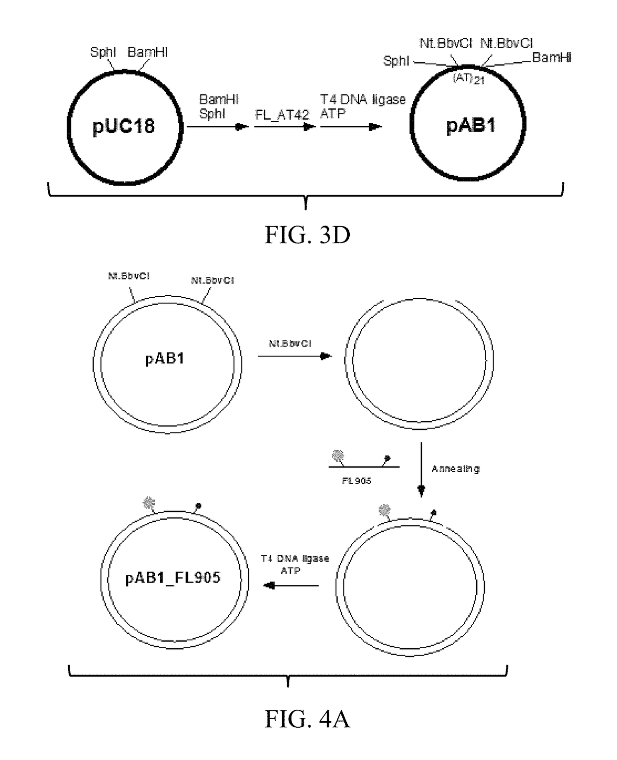 Labeled circular DNA molecules for analysis of DNA topology, and topoisomerases and for drug screening