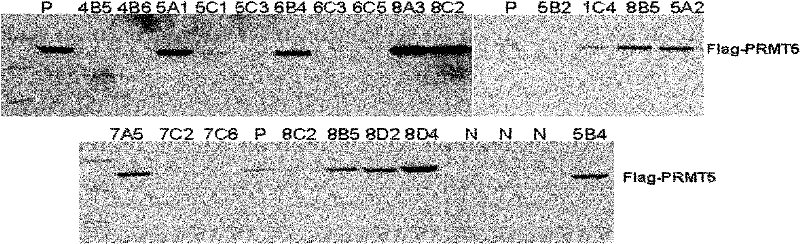 New application of protein Arginine methyltransferase 5