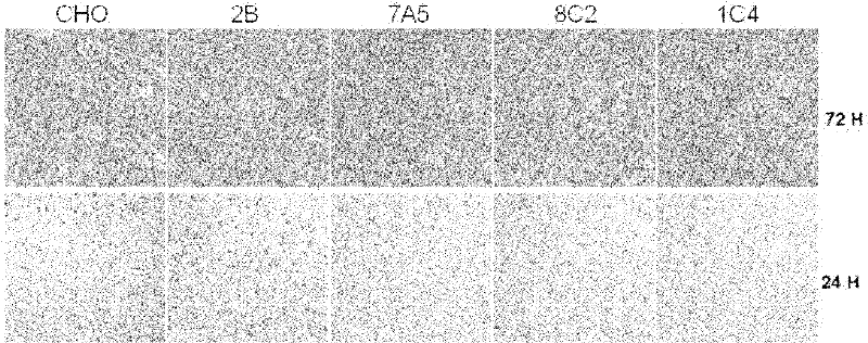 New application of protein Arginine methyltransferase 5