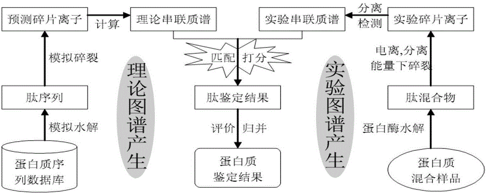 Protein secondary mass spectrum identification method of marker loci based on candidate peptide fragment discrimination