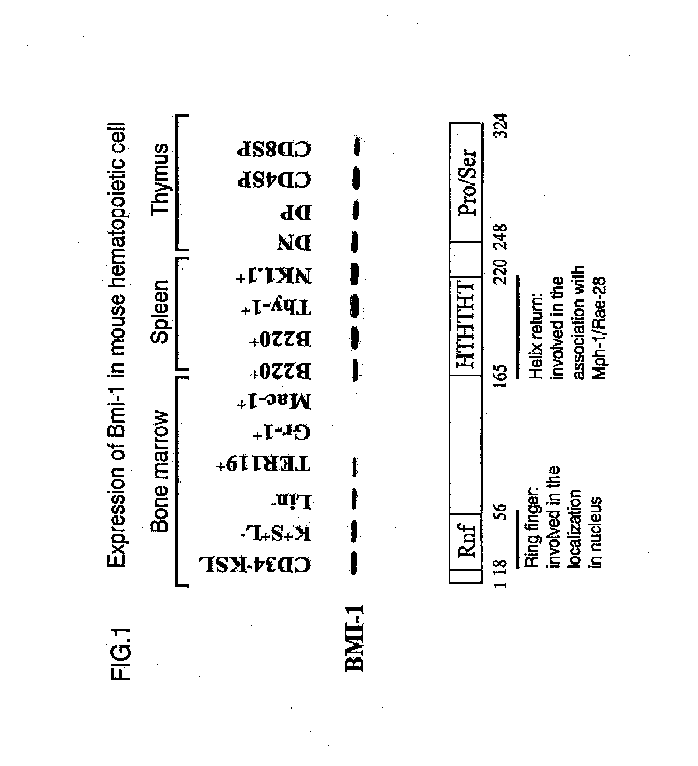 Method and composition for regulating expansion of stem cells