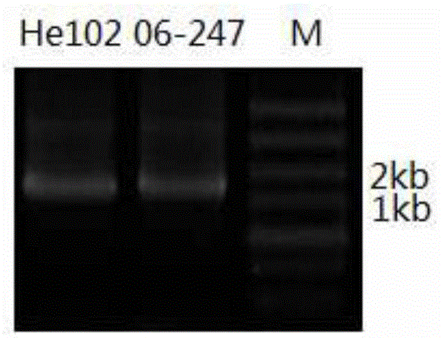 Specific molecular marker of deletion mutation of base at site of eIF(iso) 4E.c of Chinese cabbage and application thereof