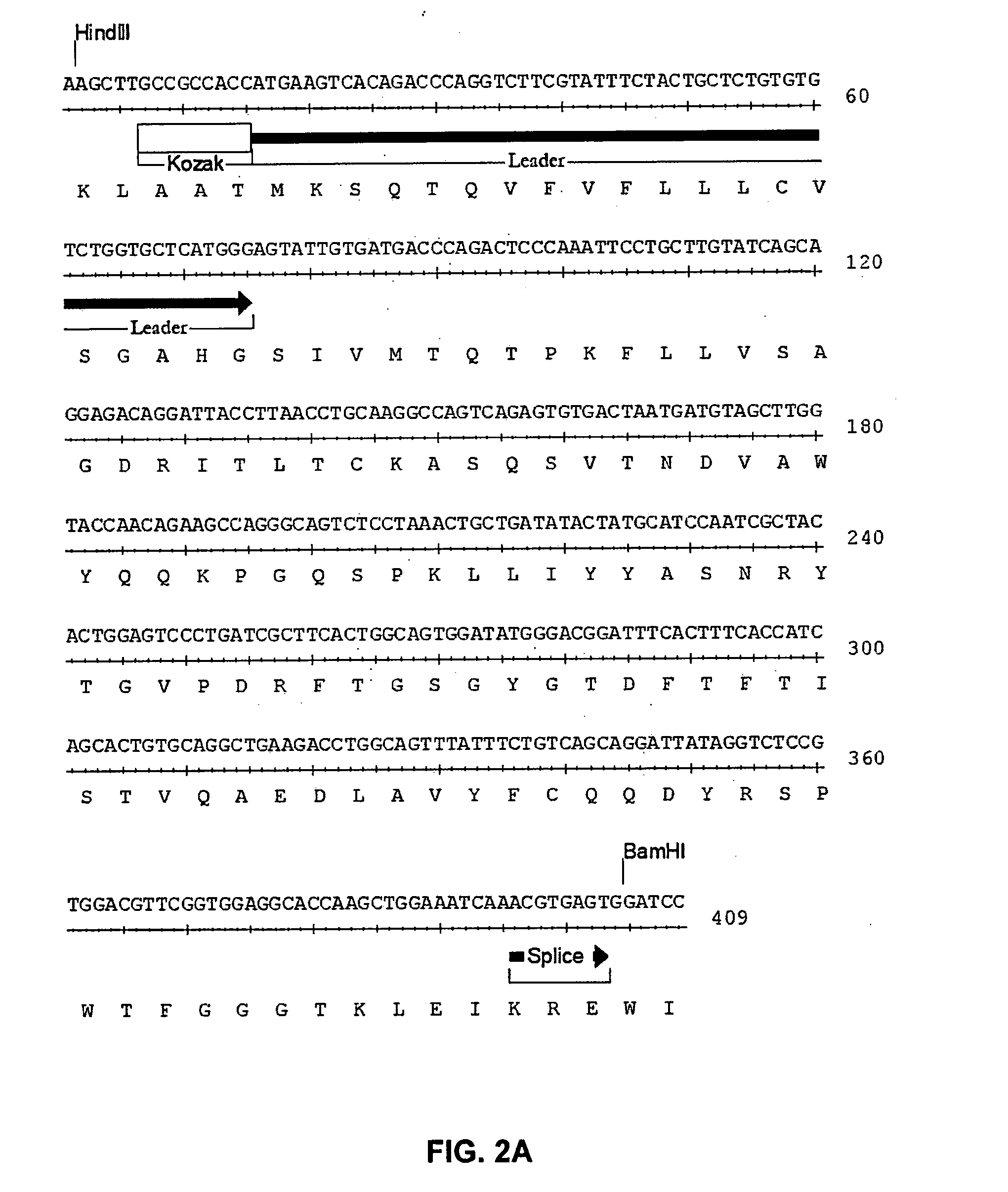 Humanized anti-CD22 antibodies and their use in treatment of oncology, transplantation and autoimmune disease