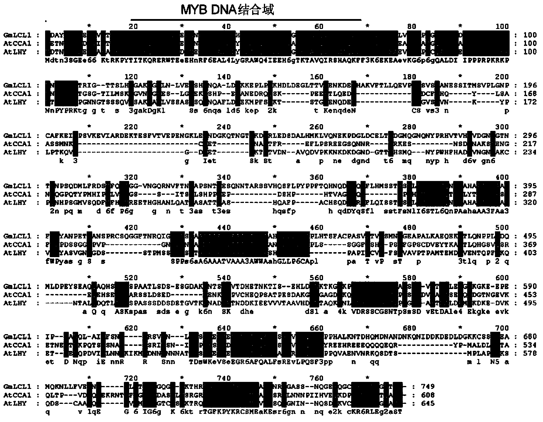 Soy biological clock gene GmLCL1, encoding protein and application thereof