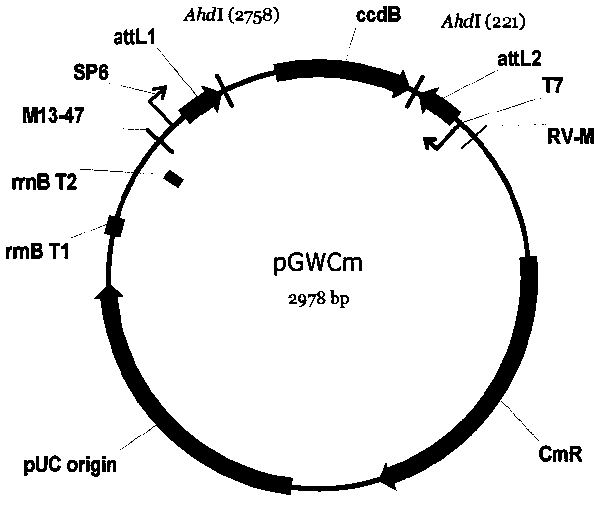 Soy biological clock gene GmLCL1, encoding protein and application thereof